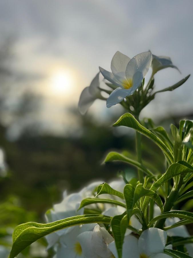 La Plumerias Moalboal Buitenkant foto